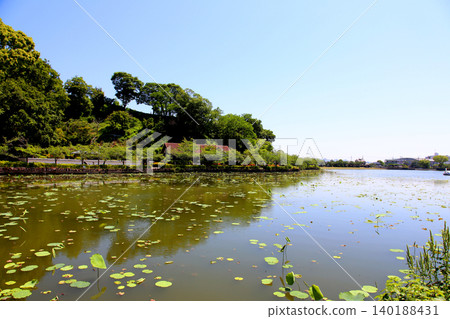 Rengeji Pond Park, Rengeji Pond, Fujieda City, Shizuoka Prefecture, Tokai Region, A paradise of flowers, water, birds, and smiles, Lotus, Rengejiike Rengeji Pond Park, Rengeji Pond, Fujieda City, Shizuoka Prefecture, Tokai Region, A paradise of flowers, water, birds, and smiles, Lotus, Rengejiike 140188431