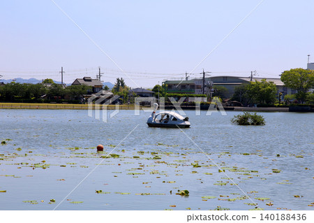 Rengeji Pond Park, Rengeji Pond, Fujieda City, Shizuoka Prefecture, Tokai Region, A paradise of flowers, water, birds, and smiles, Lotus, Rengejiike Rengeji Pond Park, Rengeji Pond, Fujieda City, Shizuoka Prefecture, Tokai Region, A paradise of flowers, water, birds, and smiles, Lotus, Rengejiike 140188436