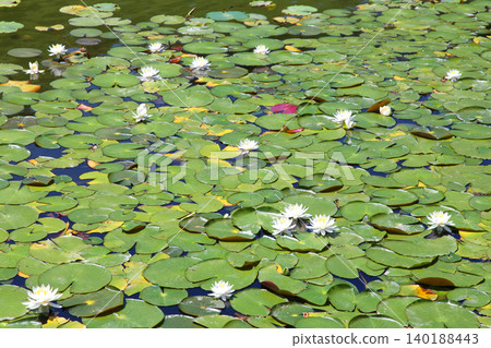 Rengeji Pond Park, Rengeji Pond, Fujieda City, Shizuoka Prefecture, Tokai Region, A paradise of flowers, water, birds, and smiles, Lotus, Rengejiike Rengeji Pond Park, Rengeji Pond, Fujieda City, Shizuoka Prefecture, Tokai Region, A paradise of flowers, water, birds, and smiles, Lotus, Rengejiike 140188443