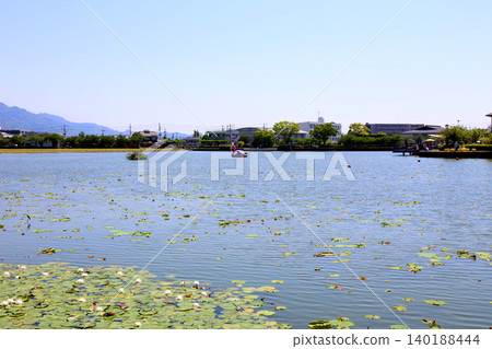 蓮華寺池公園,蓮華寺池,靜岡縣藤枝市,東海地區,花、水、鳥、笑的天堂,蓮花,蓮花池 蓮華寺池公園,蓮華寺池,靜岡縣藤枝市,東海地區,花、水、鳥、笑的天堂,蓮花,蓮花池 140188444