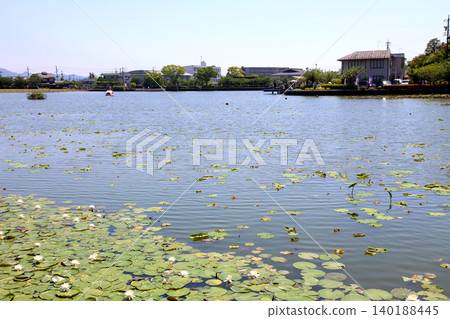 Rengeji Pond Park, Rengeji Pond, Fujieda City, Shizuoka Prefecture, Tokai Region, A paradise of flowers, water, birds, and smiles, Lotus, Rengejiike Rengeji Pond Park, Rengeji Pond, Fujieda City, Shizuoka Prefecture, Tokai Region, A paradise of flowers, water, birds, and smiles, Lotus, Rengejiike 140188445