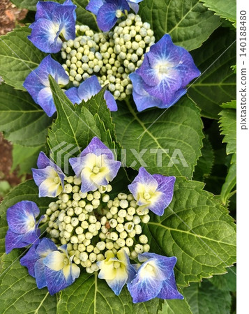 花繡球花 花繡球花 140188480