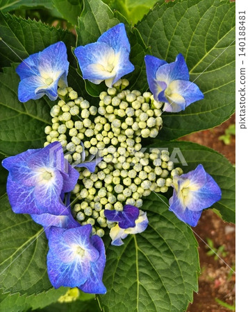 花繡球花 花繡球花 140188481