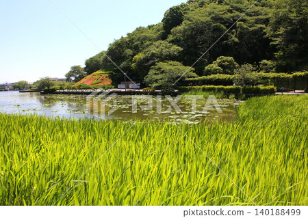 蓮華寺池公園,蓮華寺池,靜岡縣藤枝市,東海地區,花、水、鳥、笑的天堂,蓮花,蓮花池 蓮華寺池公園,蓮華寺池,靜岡縣藤枝市,東海地區,花、水、鳥、笑的天堂,蓮花,蓮花池 140188499
