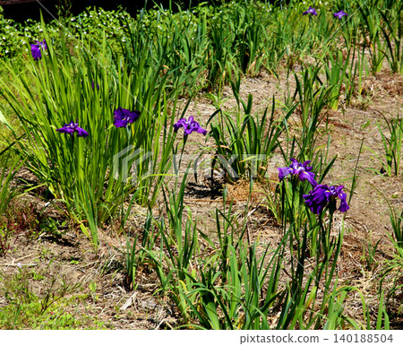 Rengeji Pond Park, Rengeji Pond, Fujieda City, Shizuoka Prefecture, Tokai Region, A paradise of flowers, water, birds, and smiles, Lotus, Rengejiike Rengeji Pond Park, Rengeji Pond, Fujieda City, Shizuoka Prefecture, Tokai Region, A paradise of flowers, water, birds, and smiles, Lotus, Rengejiike 140188504