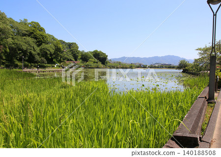 蓮華寺池公園,蓮華寺池,靜岡縣藤枝市,東海地區,花、水、鳥、笑的天堂,蓮花,蓮花池 蓮華寺池公園,蓮華寺池,靜岡縣藤枝市,東海地區,花、水、鳥、笑的天堂,蓮花,蓮花池 140188508