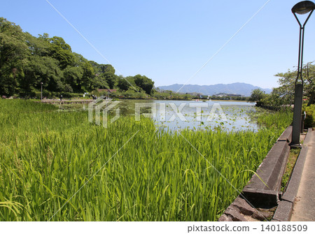 蓮華寺池公園,蓮華寺池,靜岡縣藤枝市,東海地區,花、水、鳥、笑的天堂,蓮花,蓮花池 蓮華寺池公園,蓮華寺池,靜岡縣藤枝市,東海地區,花、水、鳥、笑的天堂,蓮花,蓮花池 140188509