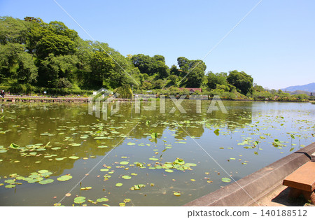 蓮華寺池公園,蓮華寺池,靜岡縣藤枝市,東海地區,花、水、鳥、笑的天堂,蓮花,蓮花池 蓮華寺池公園,蓮華寺池,靜岡縣藤枝市,東海地區,花、水、鳥、笑的天堂,蓮花,蓮花池 140188512