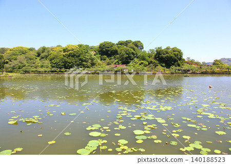 蓮華寺池公園,蓮華寺池,靜岡縣藤枝市,東海地區,花、水、鳥、笑的天堂,蓮花,蓮花池 蓮華寺池公園,蓮華寺池,靜岡縣藤枝市,東海地區,花、水、鳥、笑的天堂,蓮花,蓮花池 140188523
