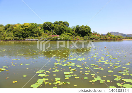 蓮華寺池公園,蓮華寺池,靜岡縣藤枝市,東海地區,花、水、鳥、笑的天堂,蓮花,蓮花池 蓮華寺池公園,蓮華寺池,靜岡縣藤枝市,東海地區,花、水、鳥、笑的天堂,蓮花,蓮花池 140188524