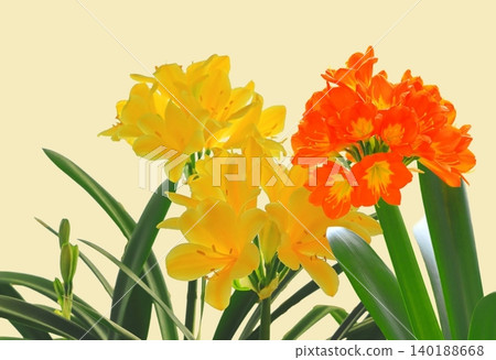 Orange and yellow orchids Orange and yellow orchids 140188668