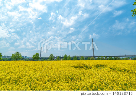 Seoul, South Korea - May. 10, 2026 : Beautiful yellow rapeseed flower field in full bloom with the Han River and Guri-Amsa Bridge in Guri, South Korea Seoul, South Korea - May. 10, 2026 : Beautiful yellow rapeseed flower field in full bloom with the Han River and Guri-Amsa Bridge in Guri, South Korea 140188715