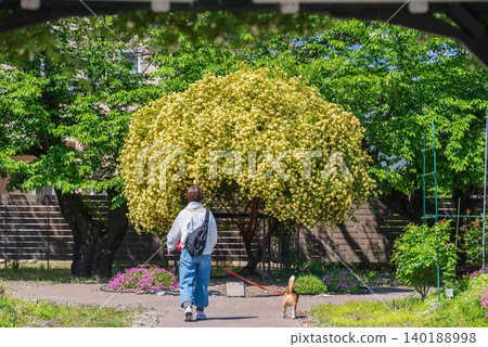 [Yellow Banksia Rose] at the Azumino City Museum of Art Rose Garden 140188998