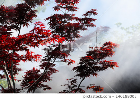 Autumn foliage enveloped in steam - Beppu Onsen, Oita Prefecture 140189005