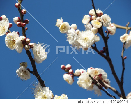 White plum shining in the blue sky White plum shining in the blue sky 140189034