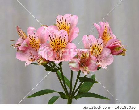 Alstroemeria, a pink lily Alstroemeria, a pink lily 140189036