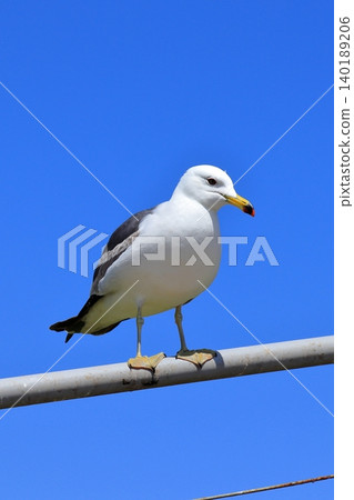 A scene of black-tailed gulls living around Kabushima Island, a landmark of Hachinohe City | Their yellow beaks and white feathers stand out against the blue sky. A scene of black-tailed gulls living around Kabushima Island, a landmark of Hachinohe City | Their yellow beaks and white feathers stand out against the blue sky. 140189206