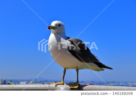 A scene of black-tailed gulls living around Kabushima Island, a landmark of Hachinohe City | Their yellow beaks and white feathers stand out against the blue sky. A scene of black-tailed gulls living around Kabushima Island, a landmark of Hachinohe City | Their yellow beaks and white feathers stand out against the blue sky. 140189209