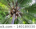 Large palm tree 140189330