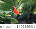 A single hibiscus flower 140189331
