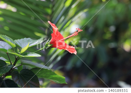 一朵芙蓉花 一朵芙蓉花 140189331