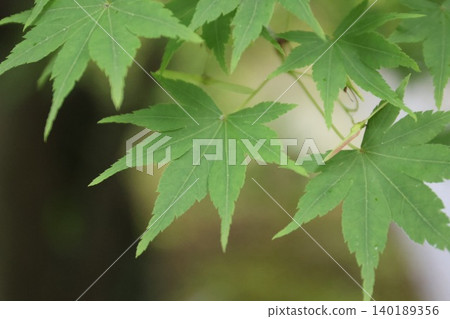 美麗的綠色楓葉 美麗的綠色楓葉 140189356
