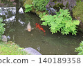美麗的鯉魚 140189358