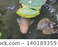 鯉魚藏於荷花叢中 140189359