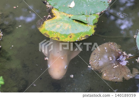 鯉魚藏於荷花叢中 鯉魚藏於荷花叢中 140189359