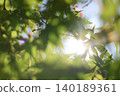 陽光灑在楓樹鮮嫩的綠葉上。 140189361