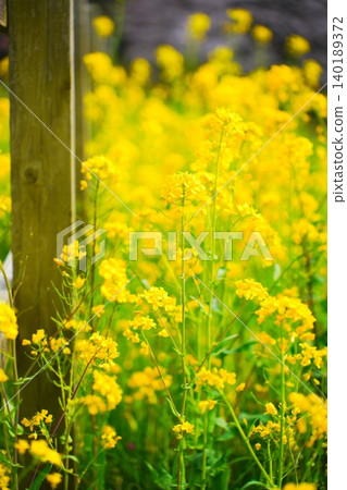 Rape blossoms 140189372