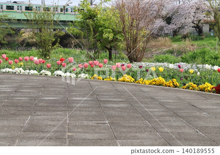 Colorful tulips and pansies bloom in a park along the river in spring, and a commuter train crosses a railway bridge over the river. Colorful tulips and pansies bloom in a park along the river in spring, and a commuter train crosses a railway bridge over the river. 140189555