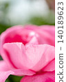 Pink beautiful roses 140189623