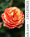 A red rose 140189626