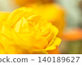 Yellow beautiful rose 140189627