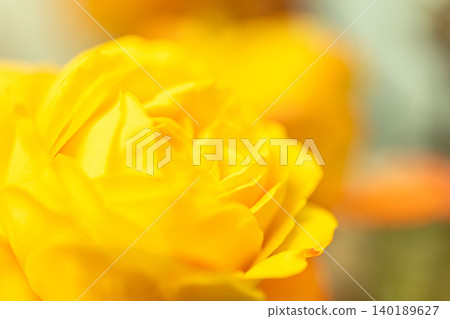 Yellow beautiful rose Yellow beautiful rose 140189627