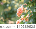 Pink beautiful roses 140189628