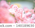 Pink beautiful roses 140189630