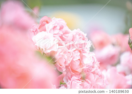 Pink beautiful roses 140189630