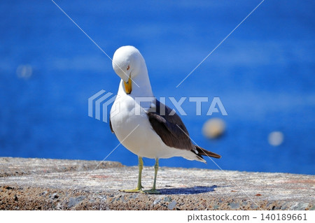 A scene of black-tailed gulls living around Kabushima Island, a landmark of Hachinohe City | Their yellow beaks and white feathers stand out against the blue sky. A scene of black-tailed gulls living around Kabushima Island, a landmark of Hachinohe City | Their yellow beaks and white feathers stand out against the blue sky. 140189661