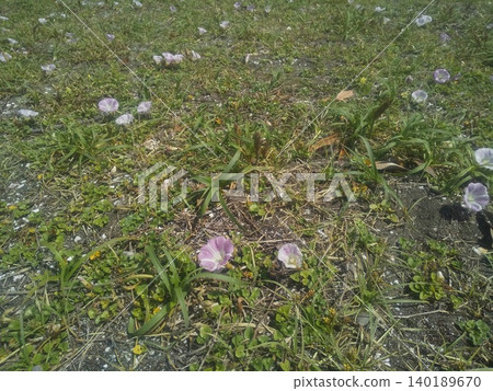 伊納格海岸的沙灘牽牛花開得粉紅。 140189670