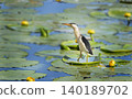 Close up photo of a little egret bird standing on a lily pad in a pond with green lily pads and yellow water lilies 140189702