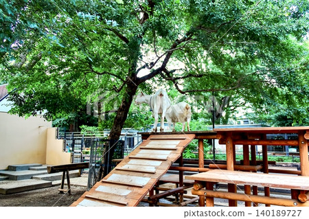 [Tokyo] Summer in Kichijoji: Goats at Inokashira Park Zoo 140189727