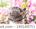 French bulldog for a walk 140189751