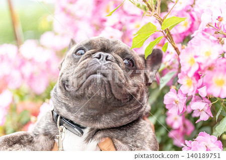 French bulldog for a walk 140189751
