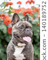 French bulldog for a walk 140189752