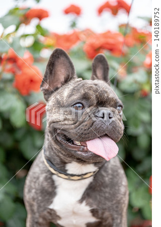 散步的法國鬥牛犬 散步的法國鬥牛犬 140189752