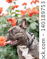 French bulldog for a walk 140189753