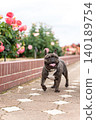 French bulldog for a walk 140189754