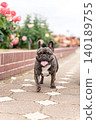 French bulldog for a walk 140189755